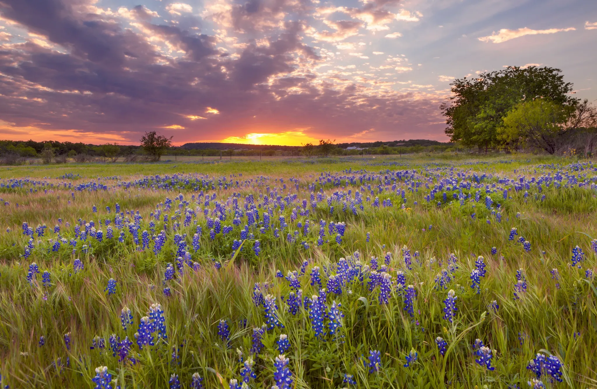 Field of bluebonnets under a colorful sunset sky with scattered clouds and trees in the background.