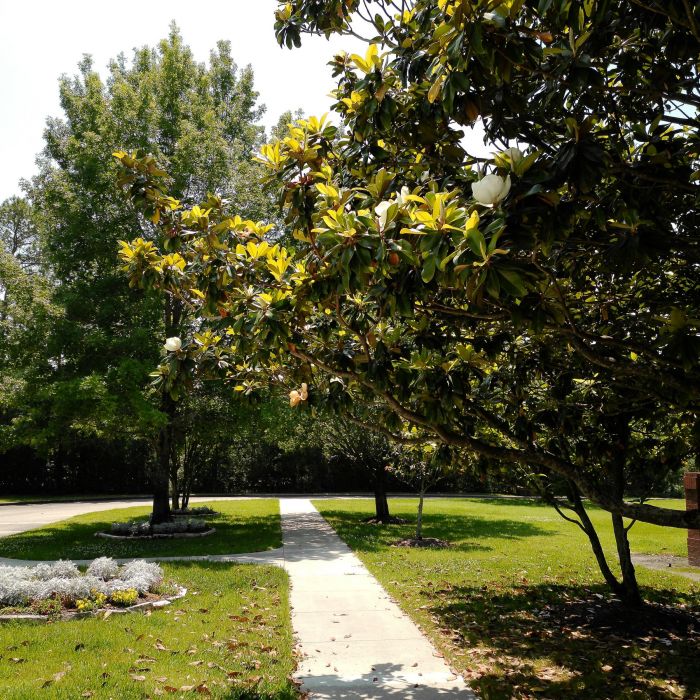 Sunny sidewalk bordered by green grass, blooming magnolia trees, and a landscaped flowerbed in Tarina of Kingwood.