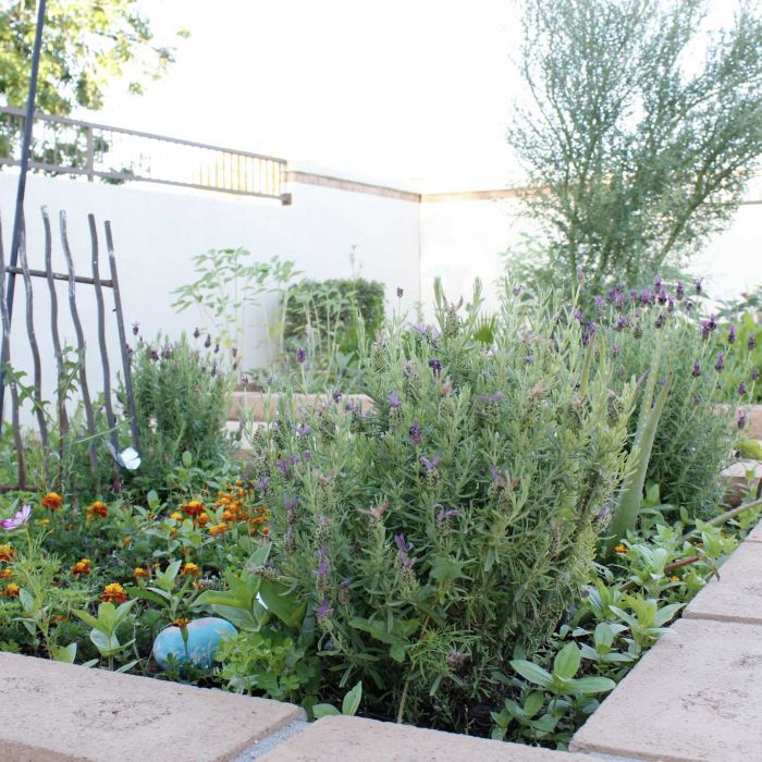 Raised garden beds filled with various flowers, herbs, and plants in a sunny outdoor area with a white wall.